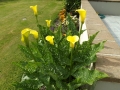 DSCF0452